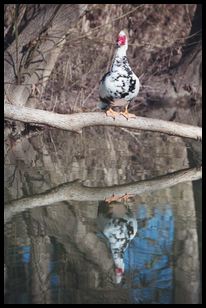 bird reflection