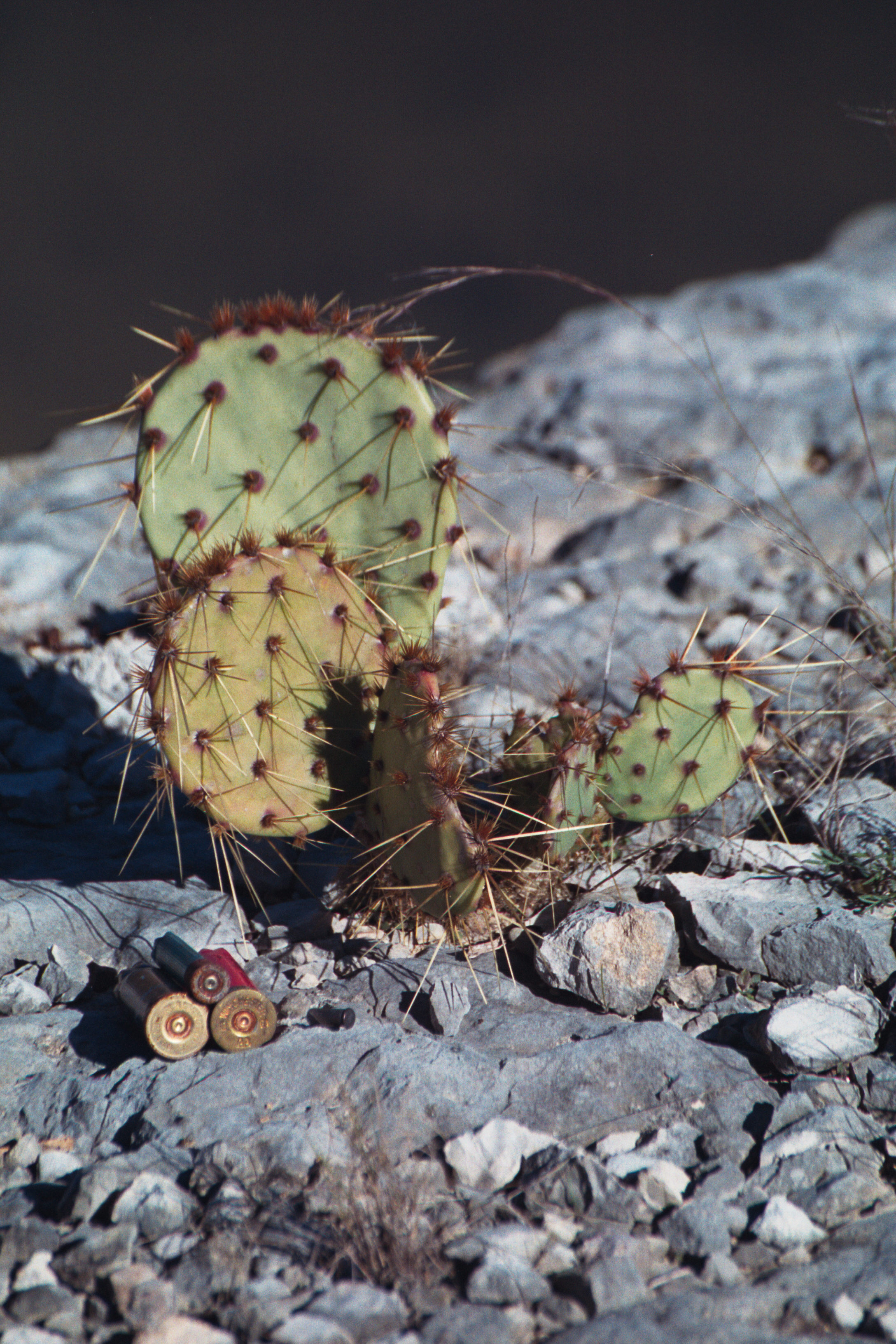 shells and cacti