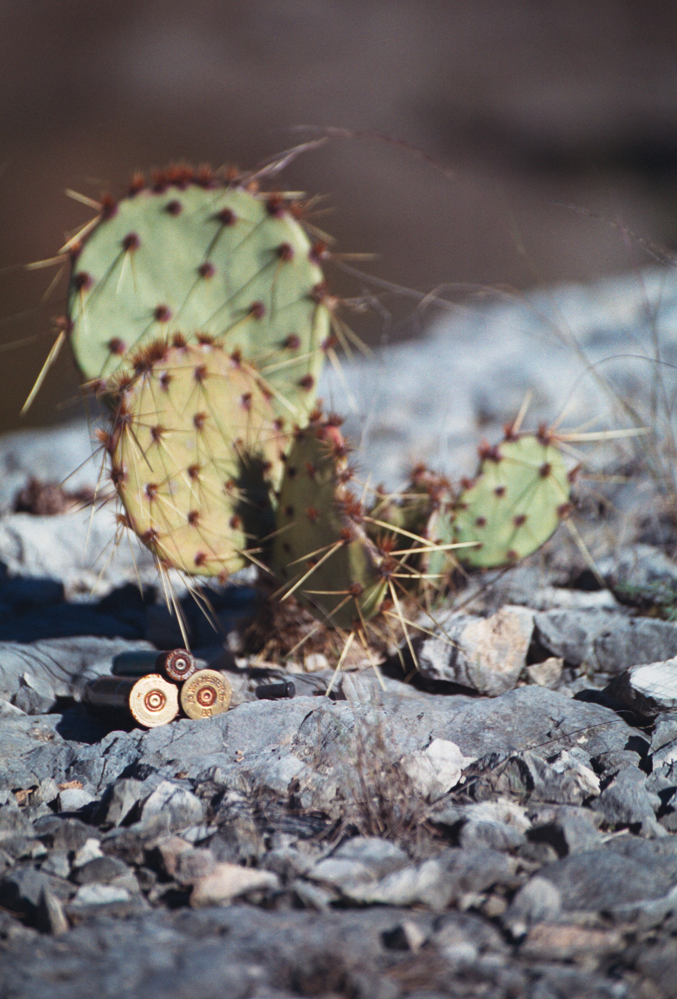 shells and cacti