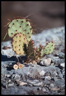 shells and cacti