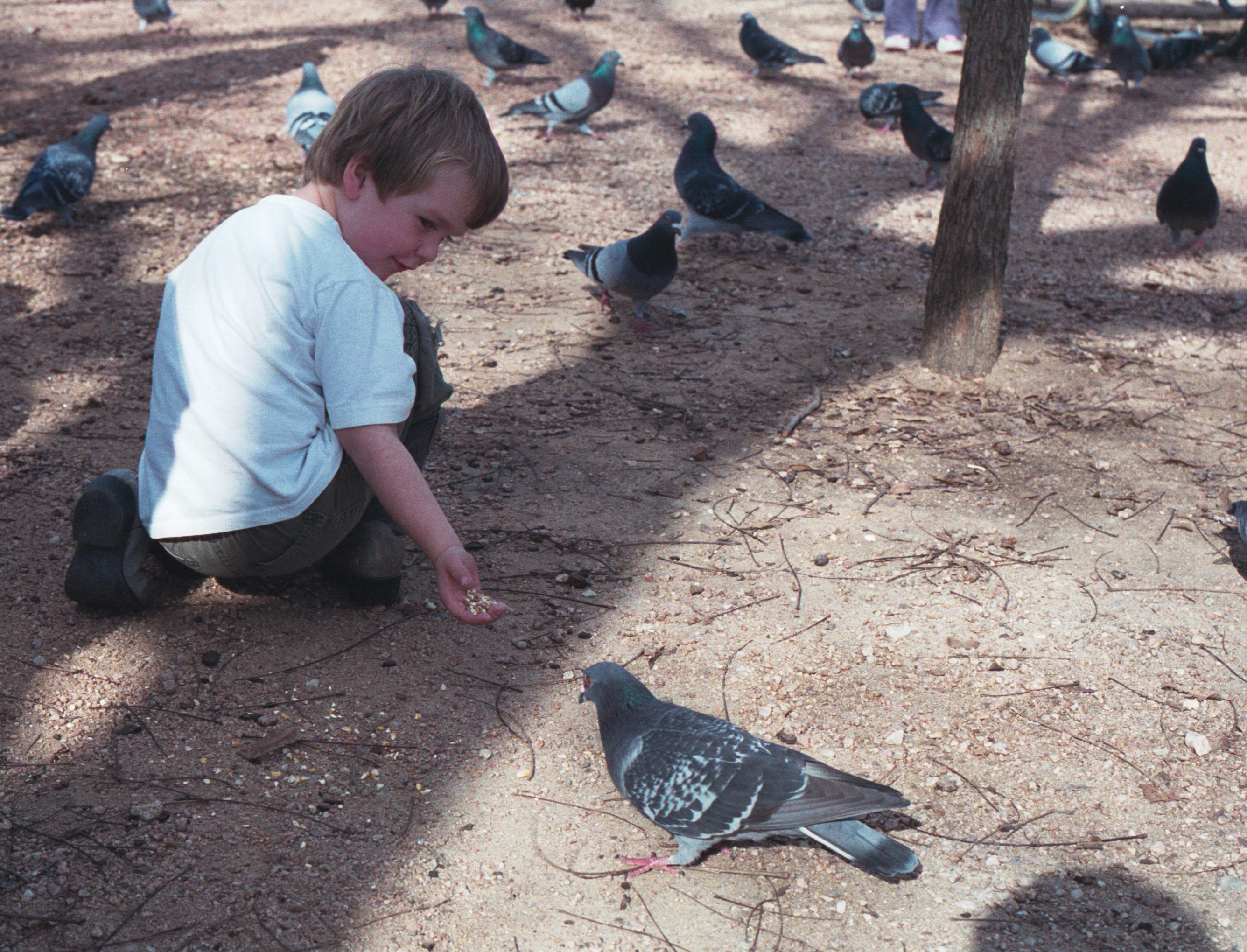 feeding the birds