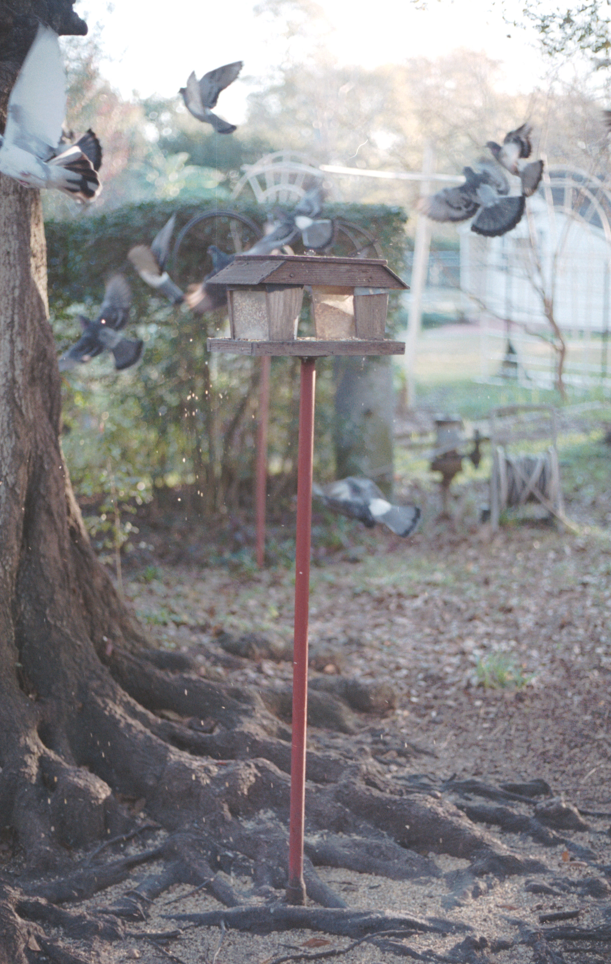 spooked birds