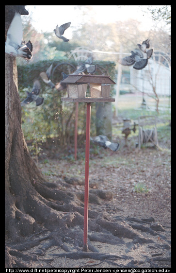 spooked birds