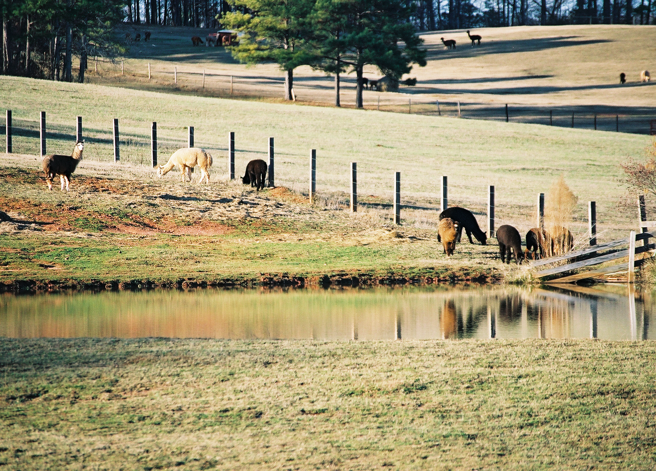 rural scene