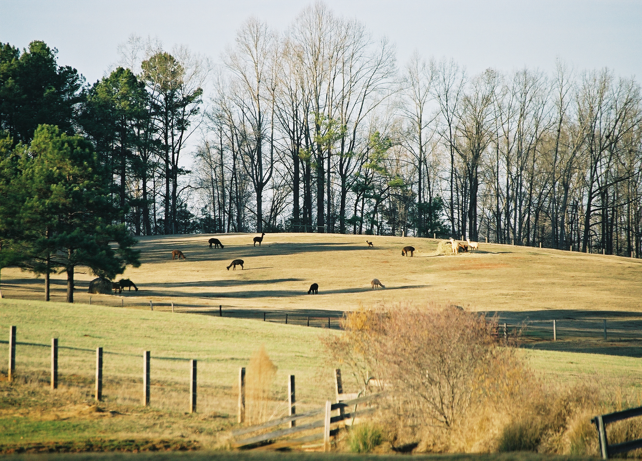 rural scene