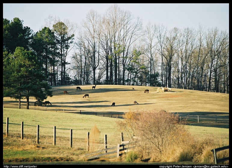 rural scene