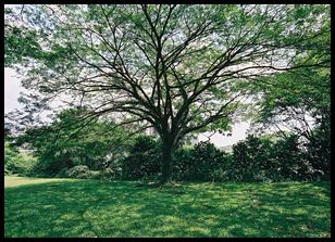 neat tree in a park near our friends' residence