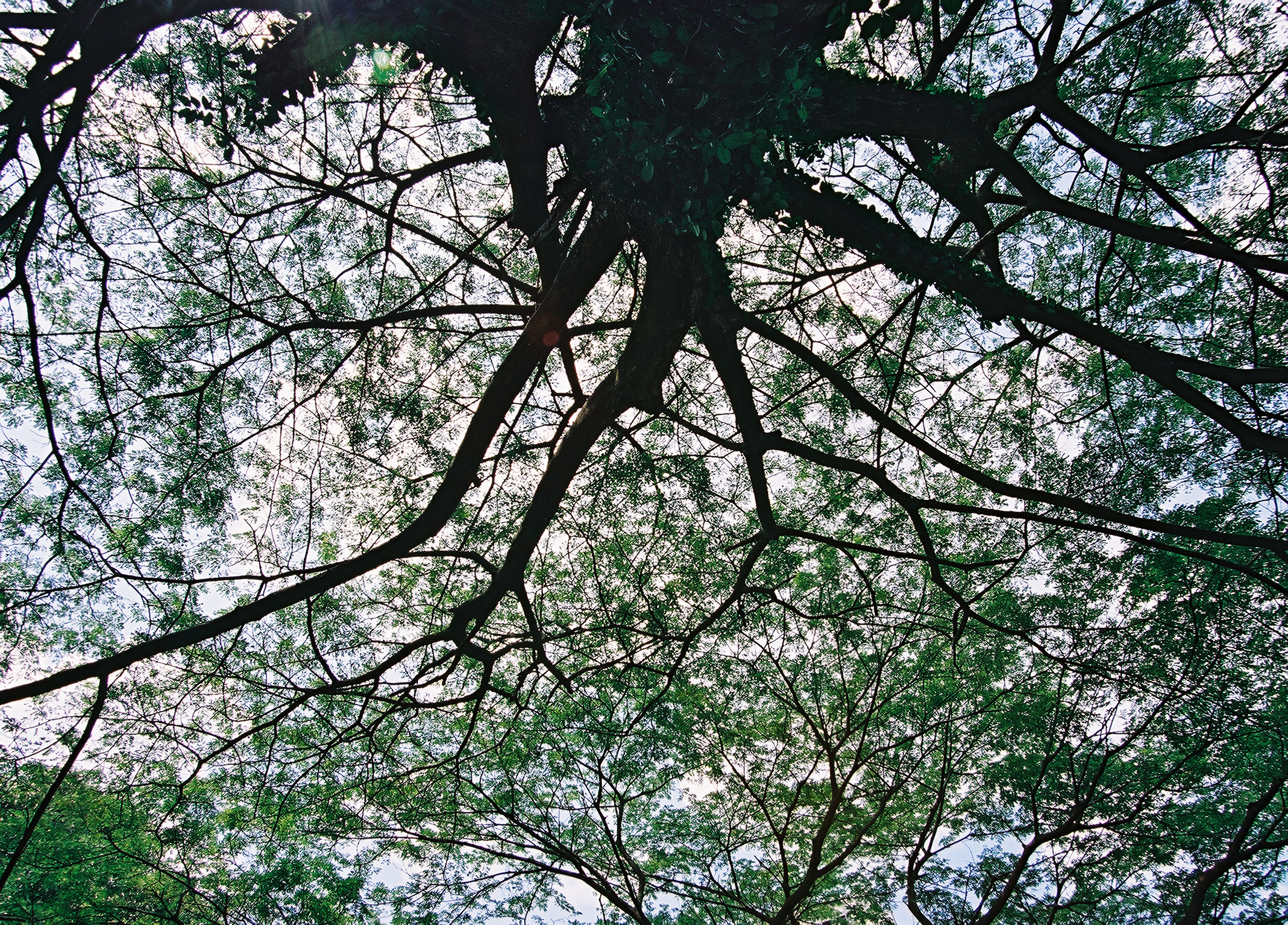 neat tree in a park near our friends' residence