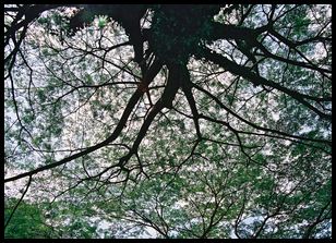 neat tree in a park near our friends' residence