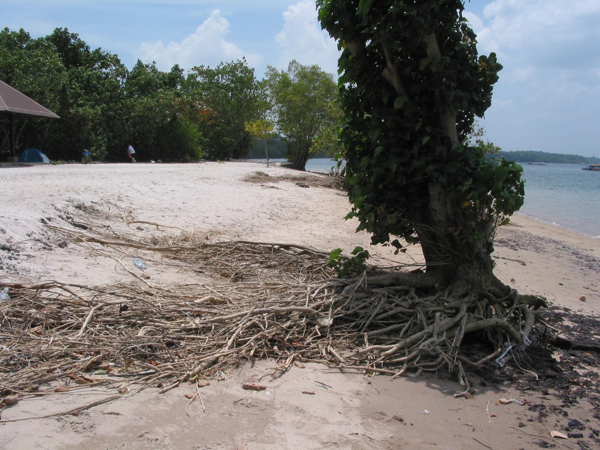 neat roots