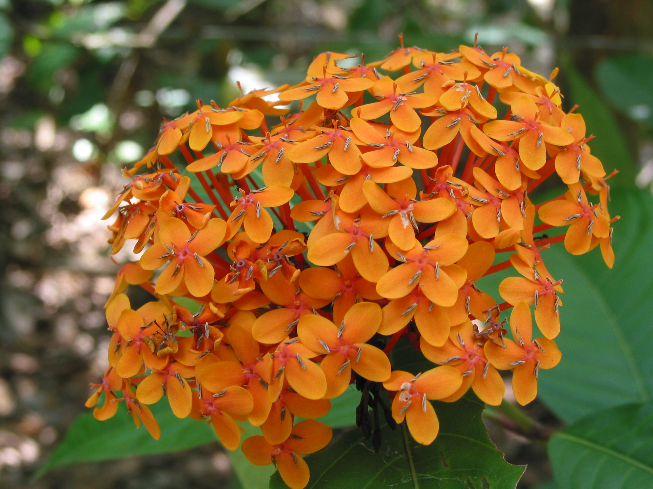 neat flowers