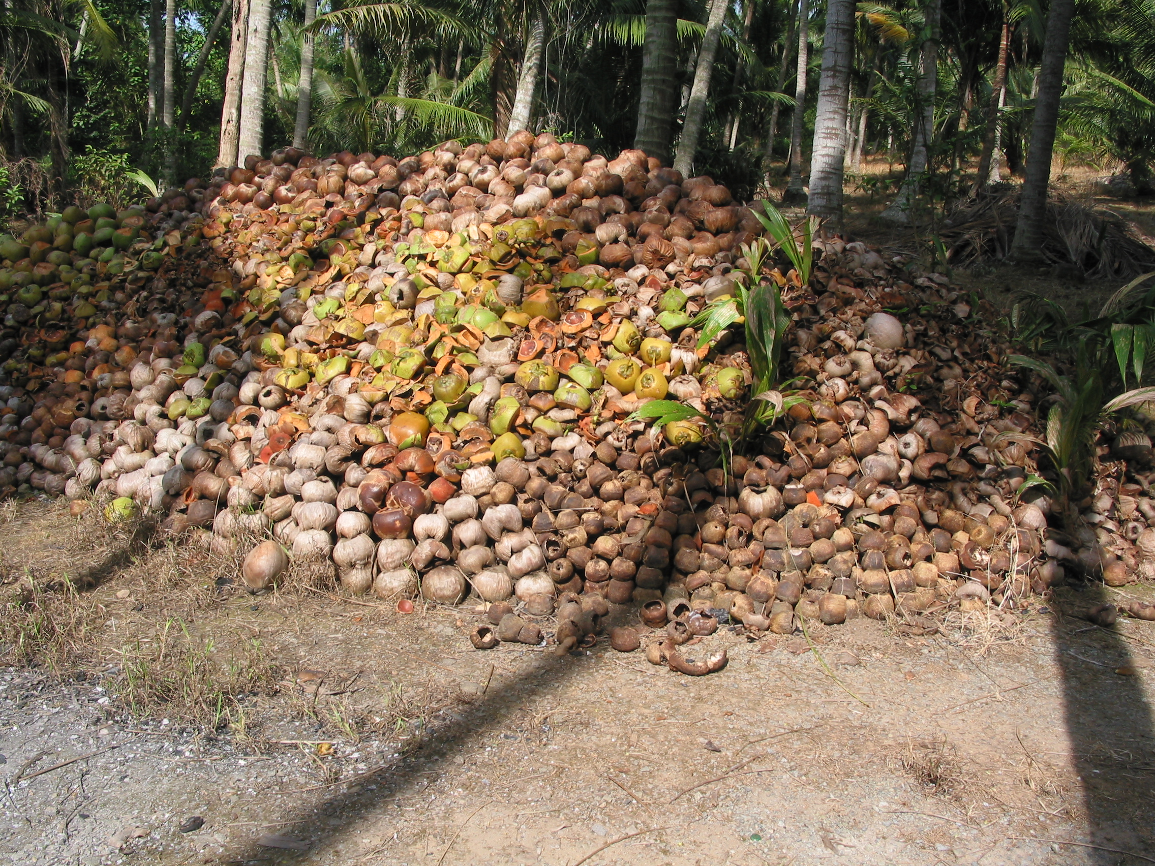 humongous pile of coconut shells