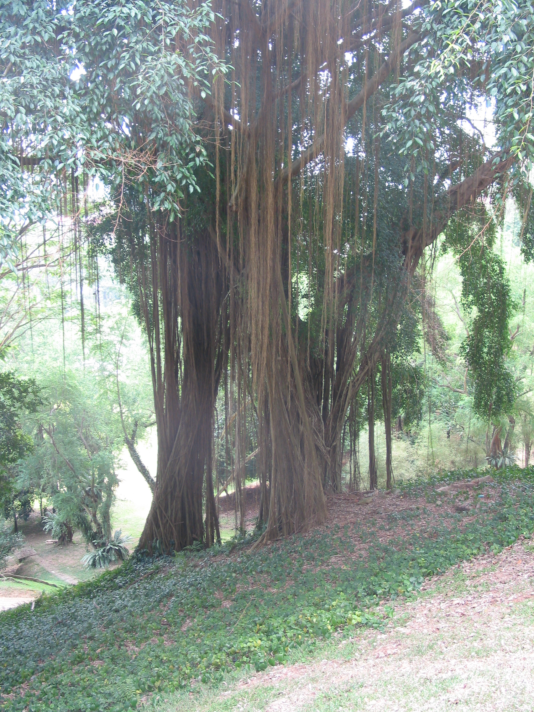 neat roots