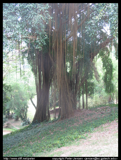 neat roots