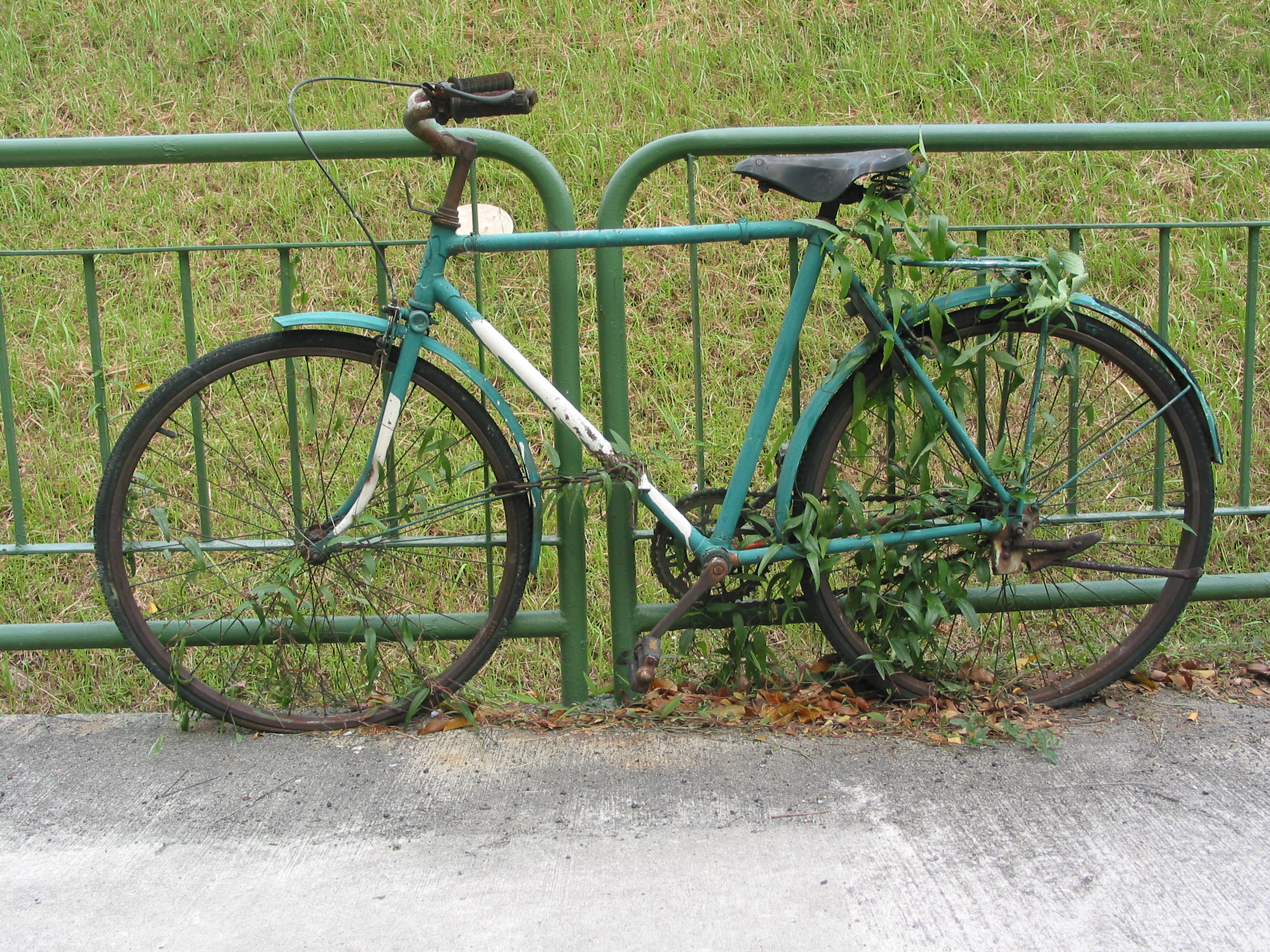 bicycles really evolved from plants