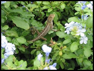 critter in the flowers