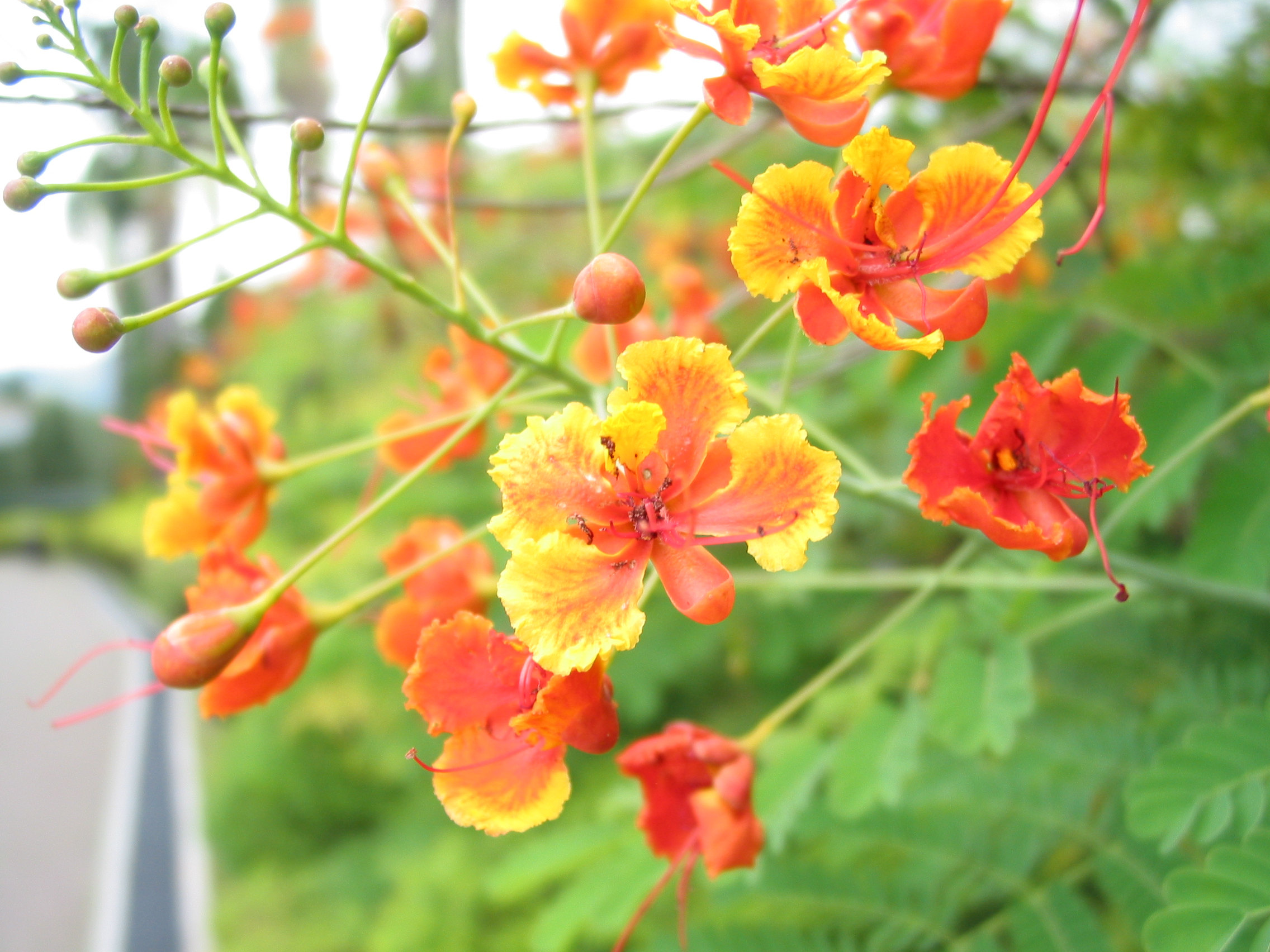 more pretty flowers