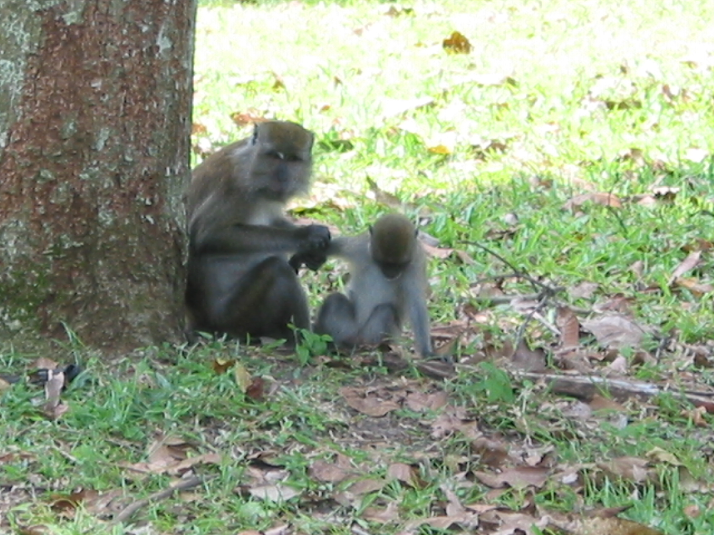 Macaque