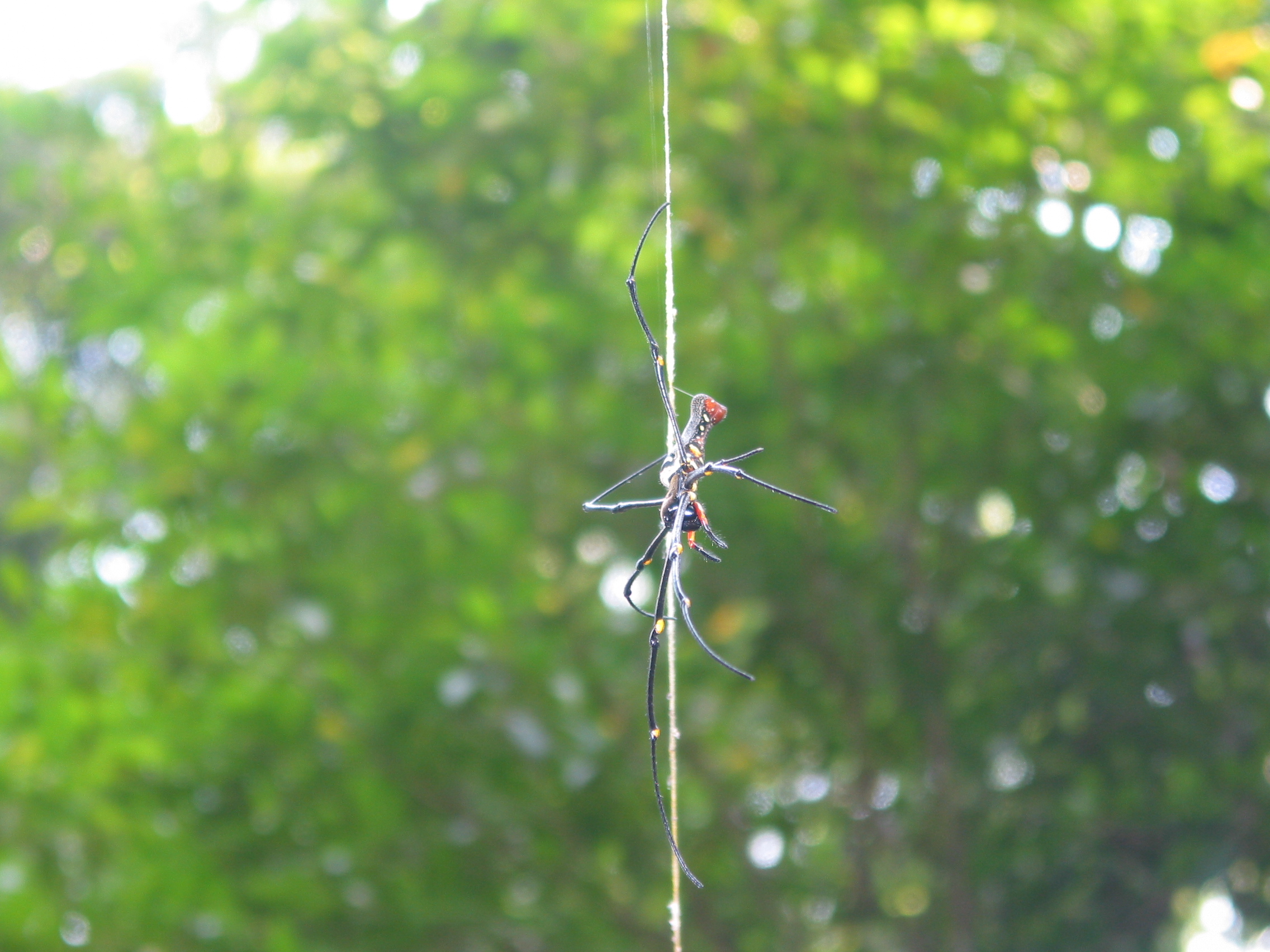 spider