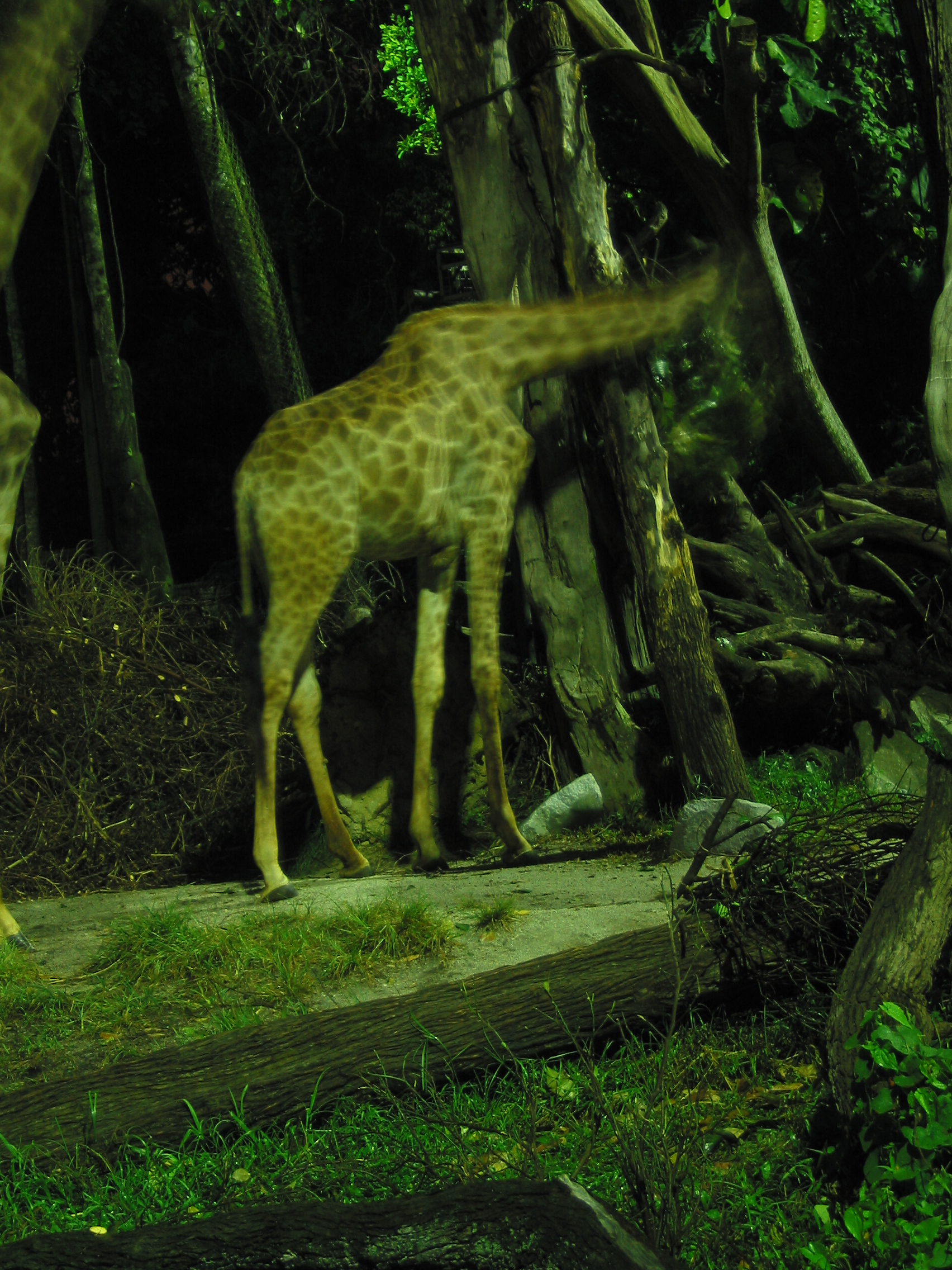 night safari giraffe