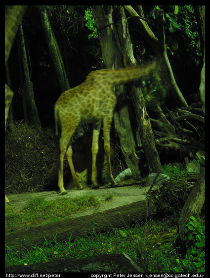 night safari giraffe