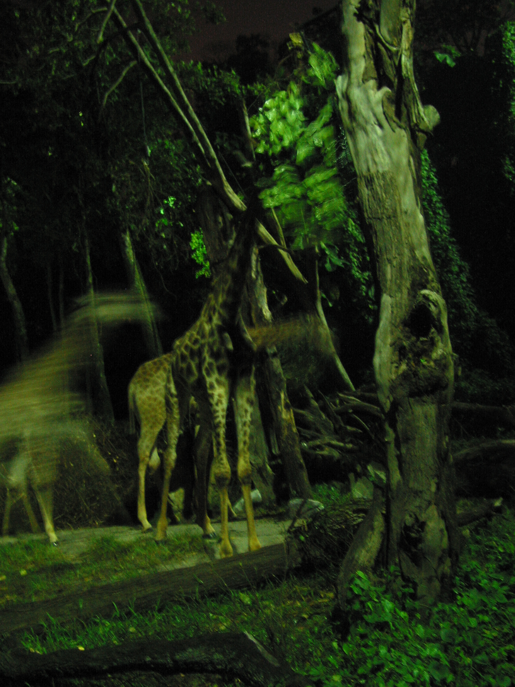 night safari giraffe