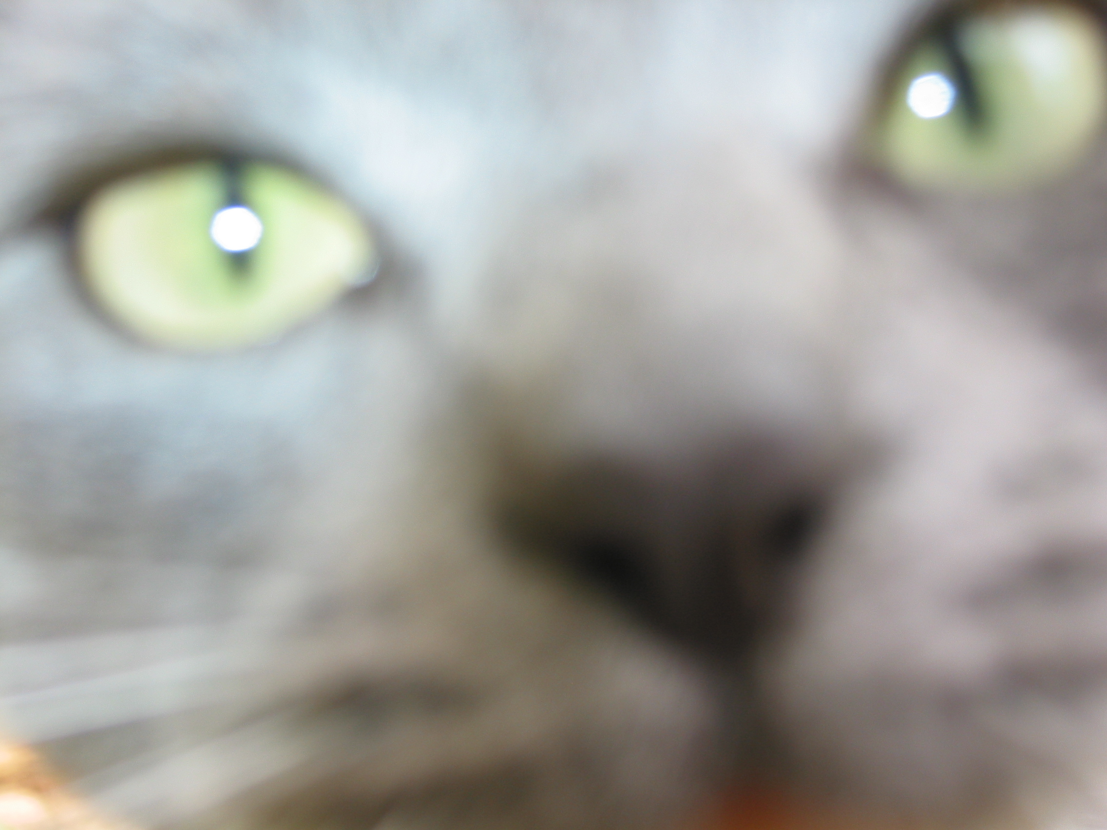 cat, up close