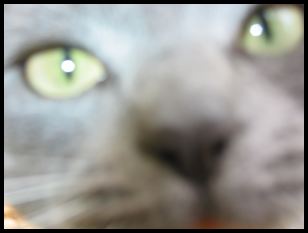 cat, up close