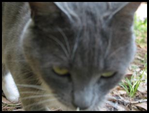 cat, up close