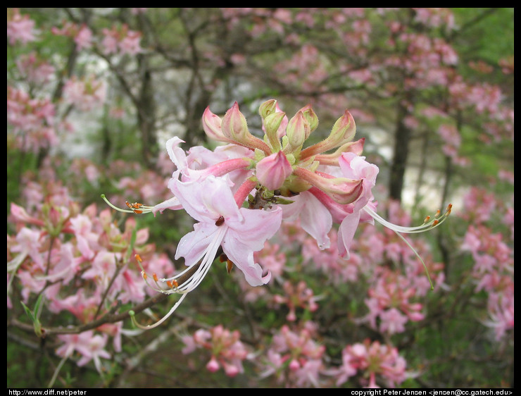 blossom