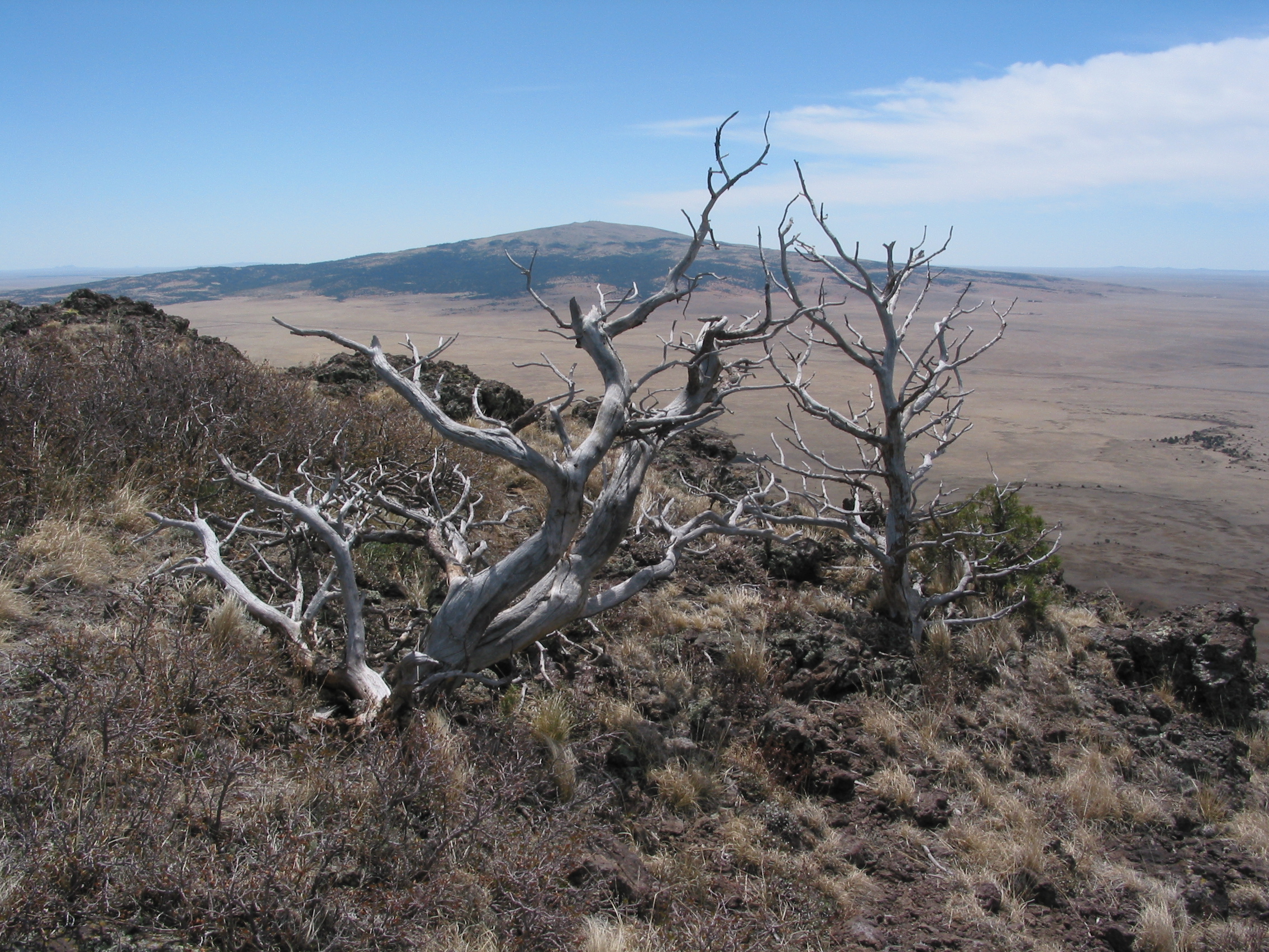 neat dead tree