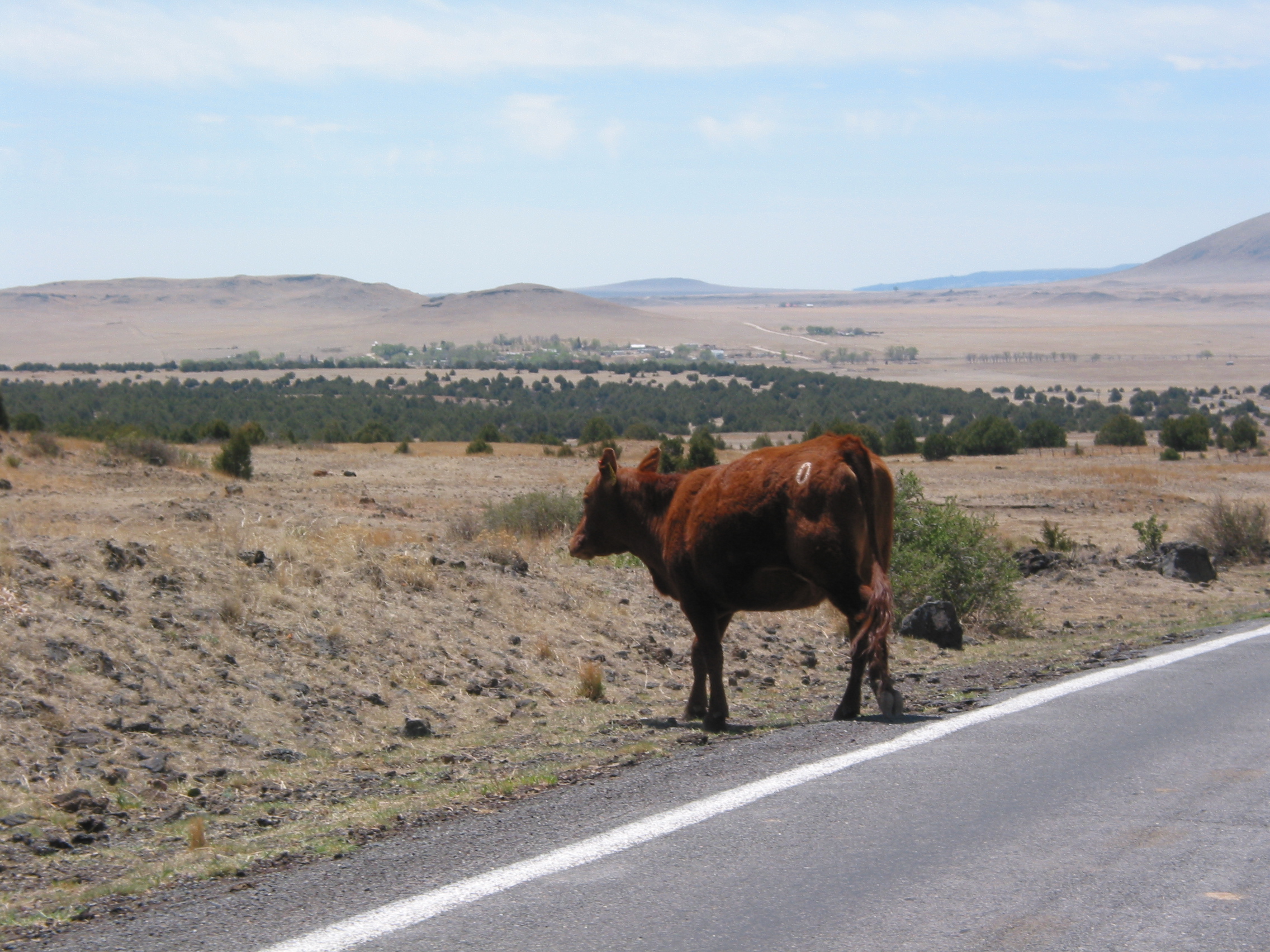 bovine roadway obstruction