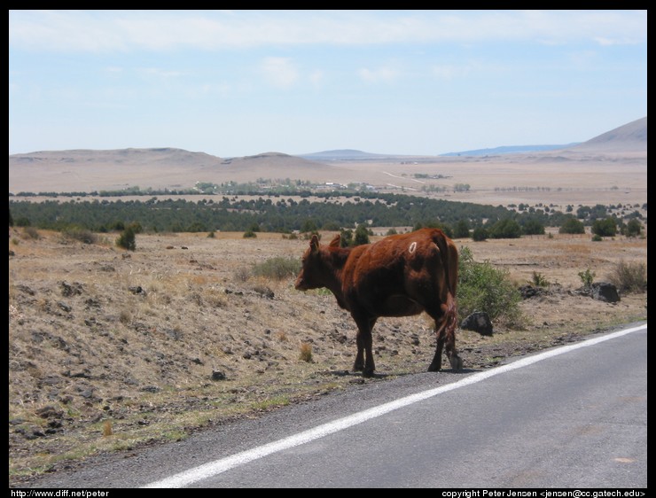 bovine roadway obstruction