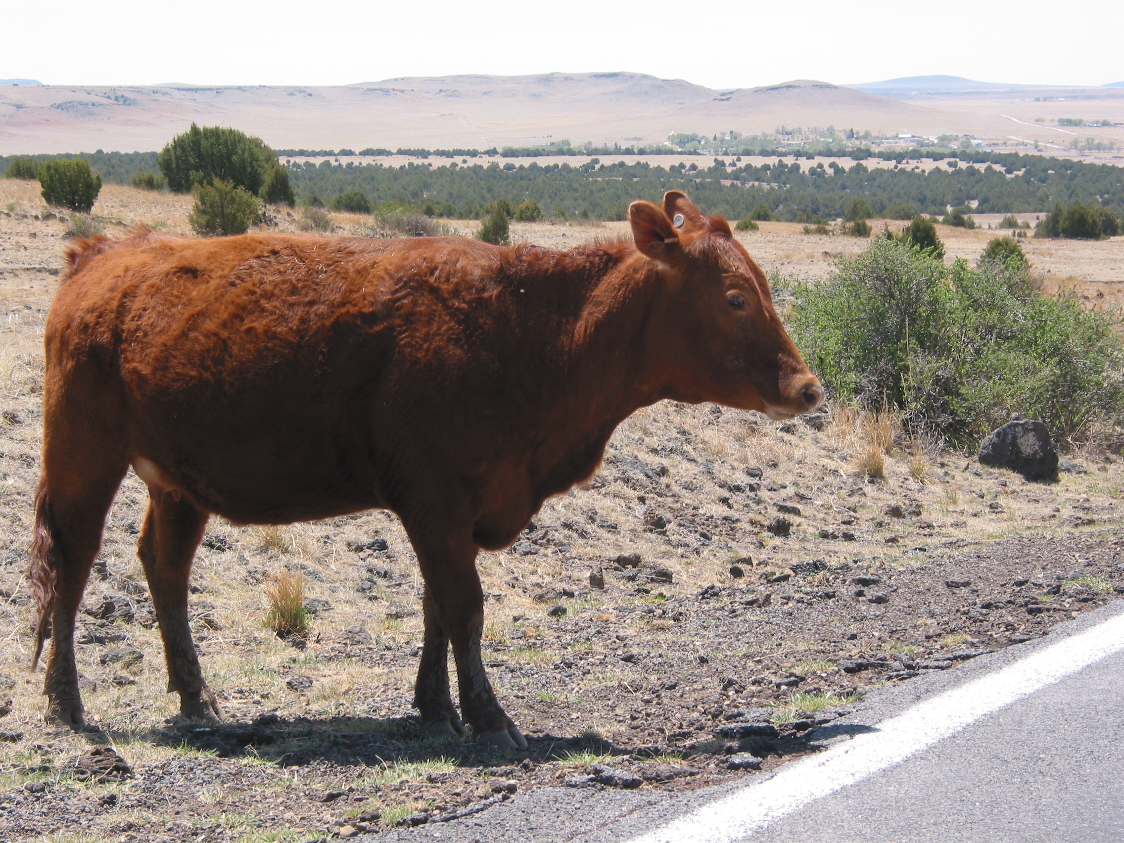 bovine roadway obstruction