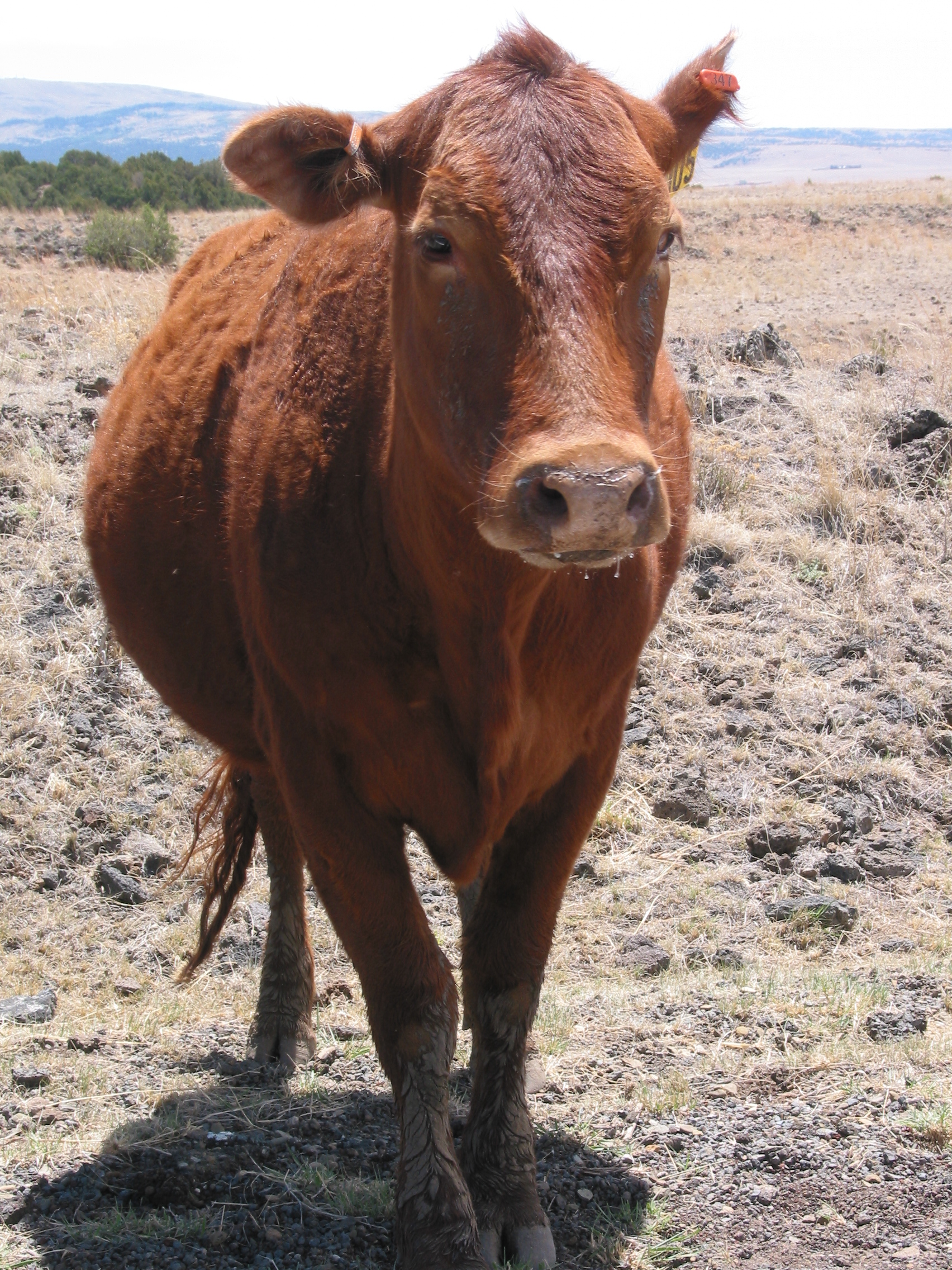 bovine roadway obstruction (yumm! drool!)