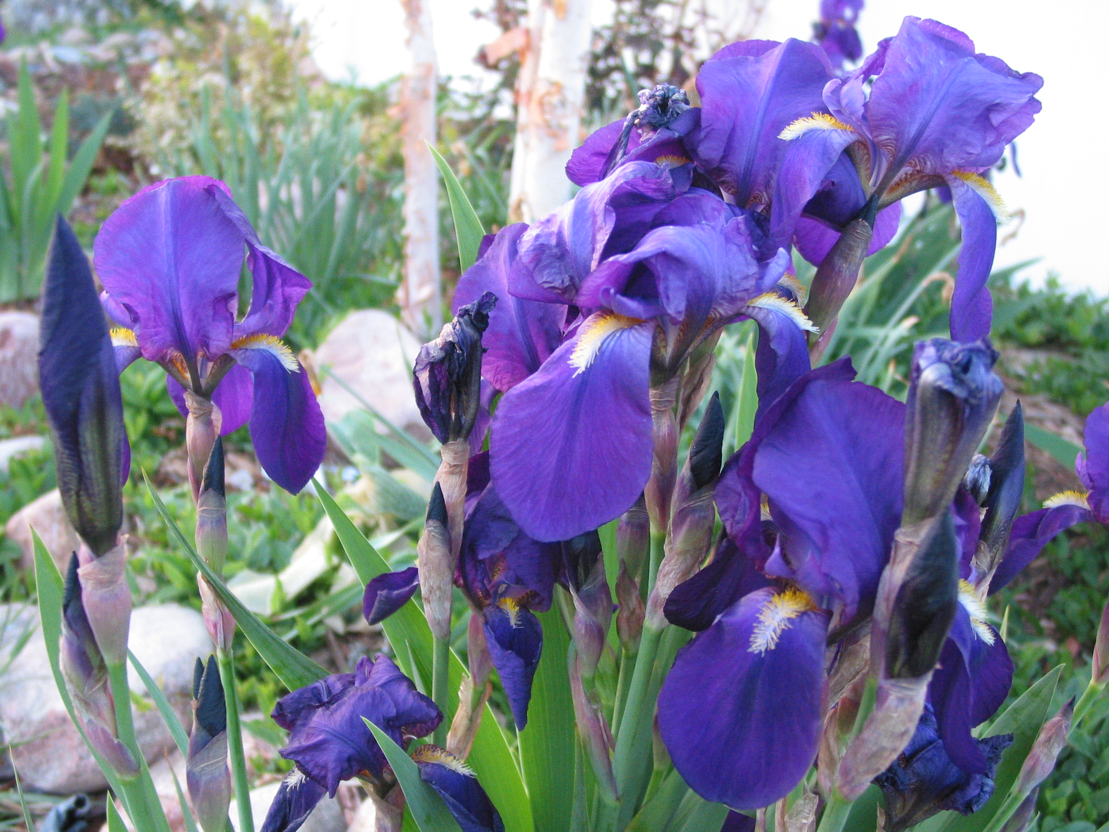 pretty flowers