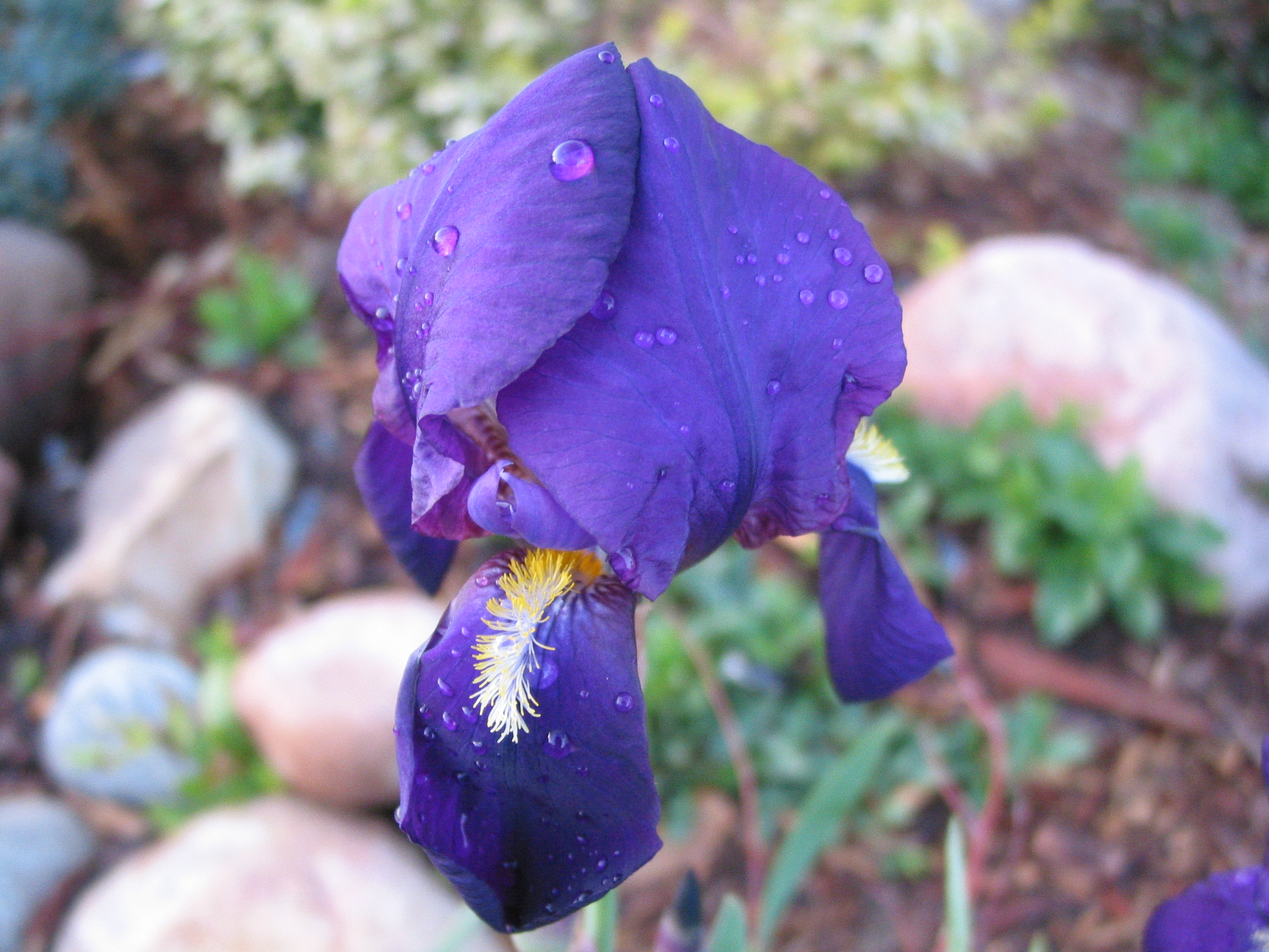 pretty flowers