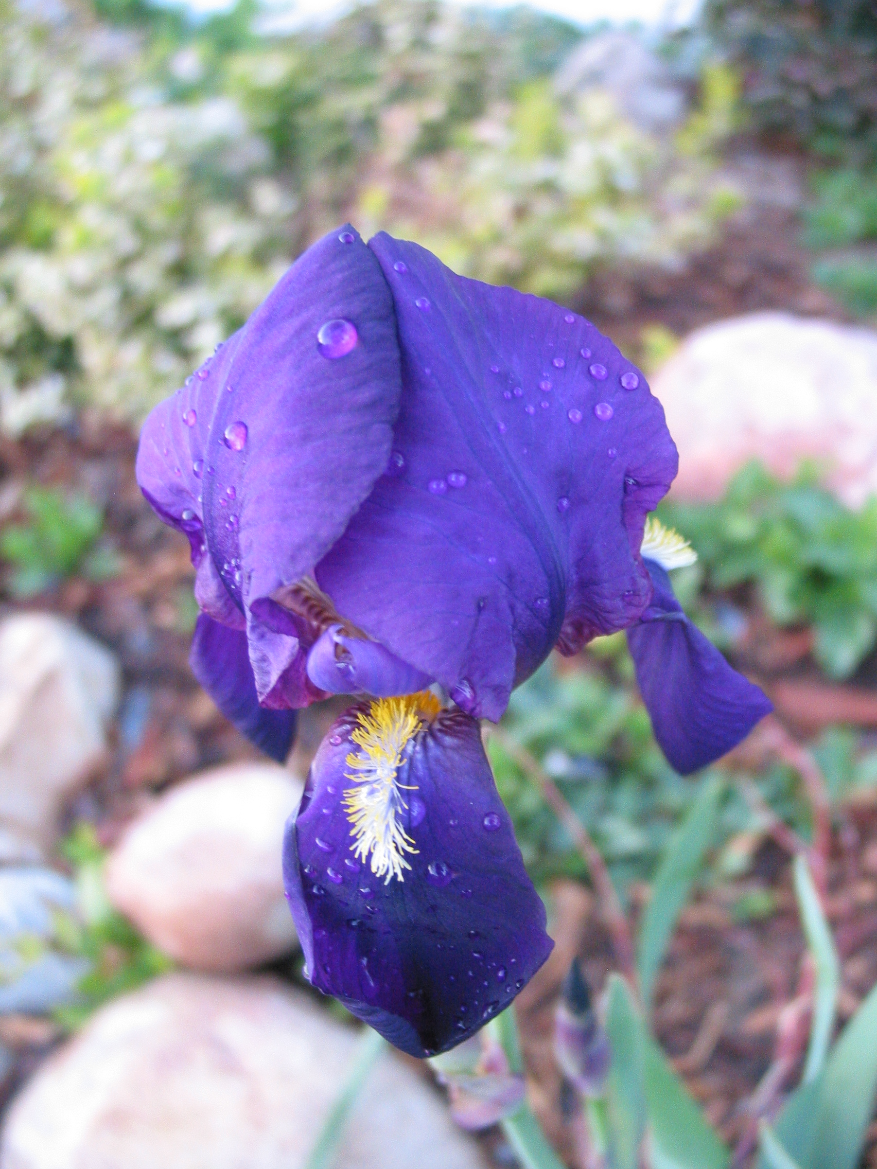 pretty flowers