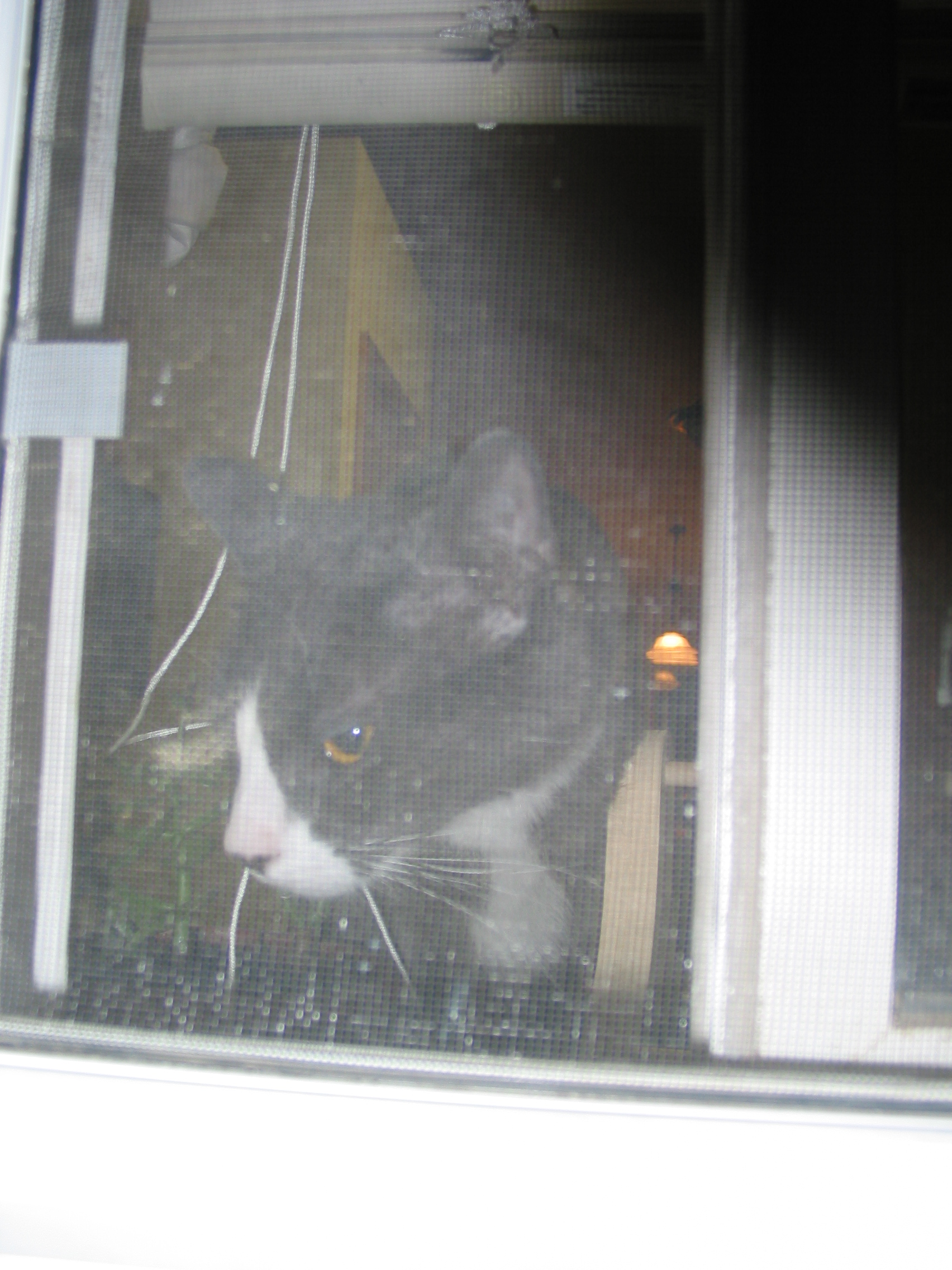 cat through screen