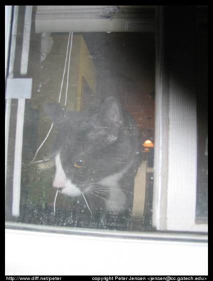 cat through screen