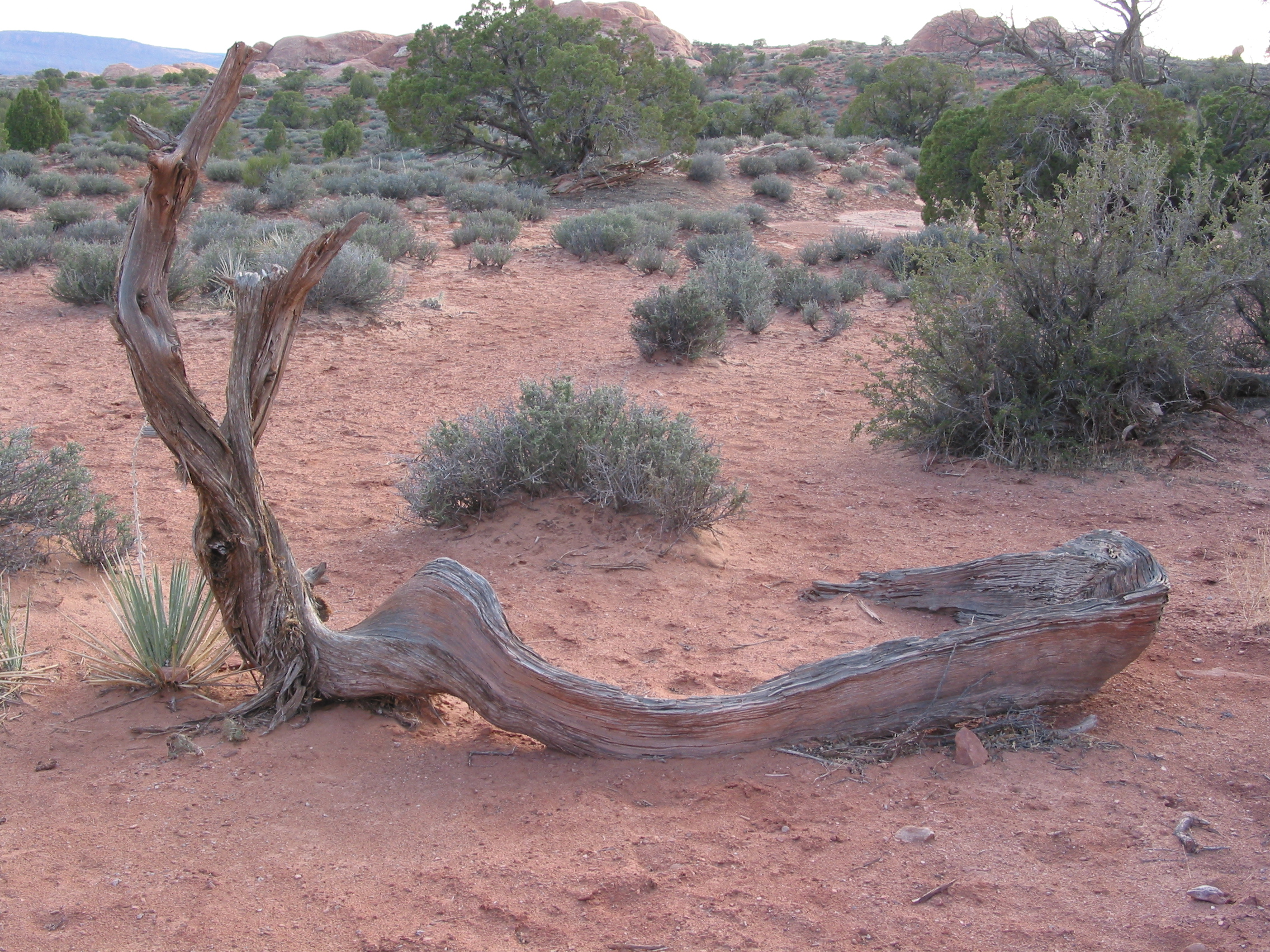 neat dead wood