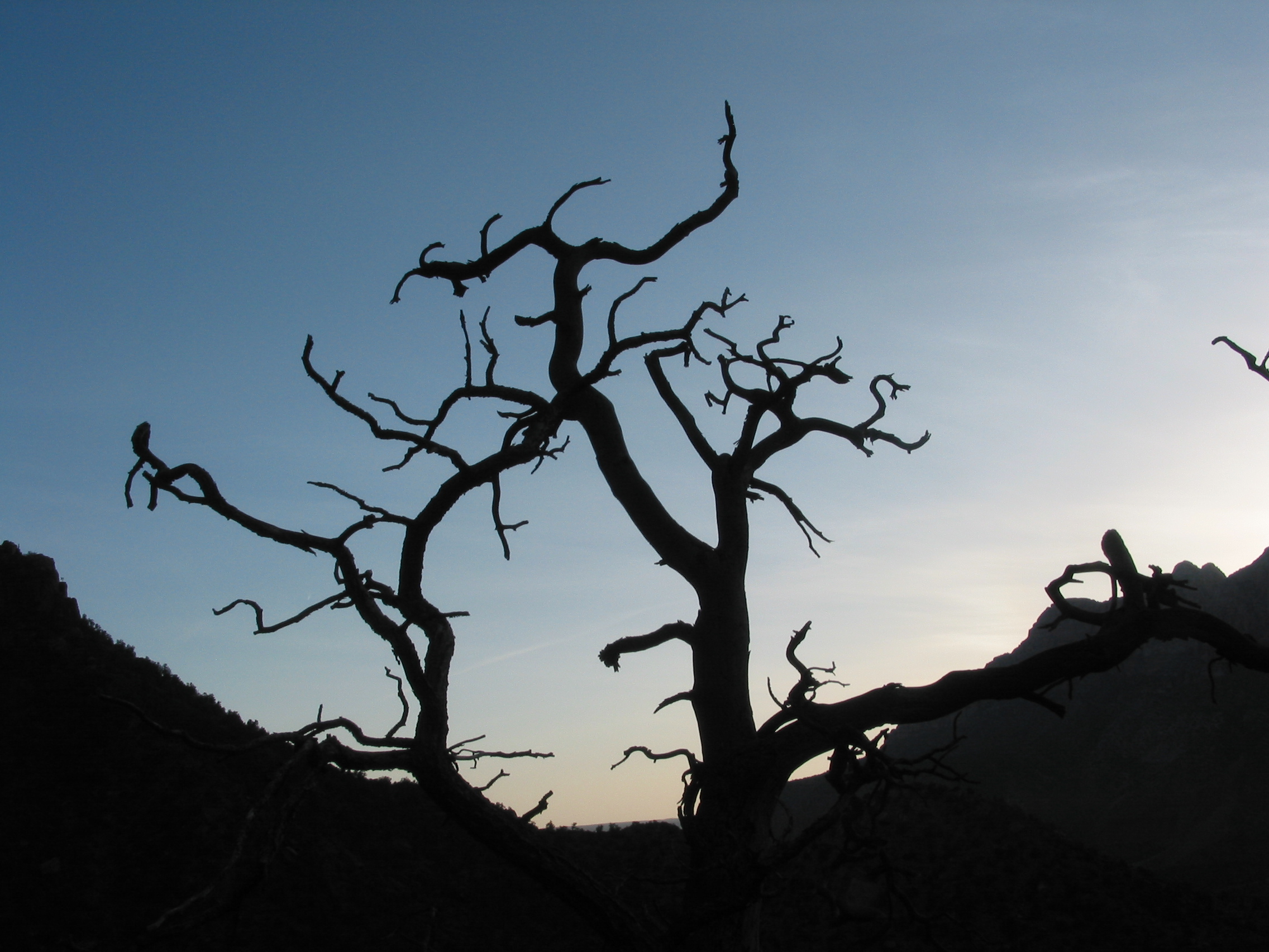 neat tree silhouette