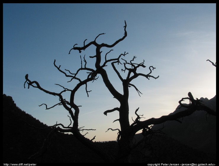 neat tree silhouette