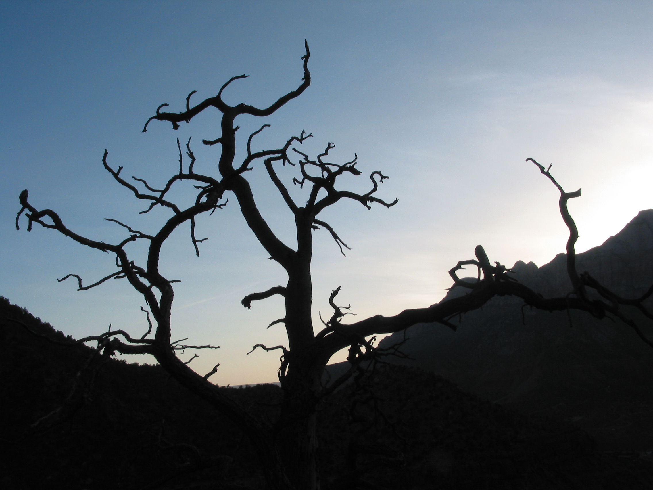 neat tree silhouette