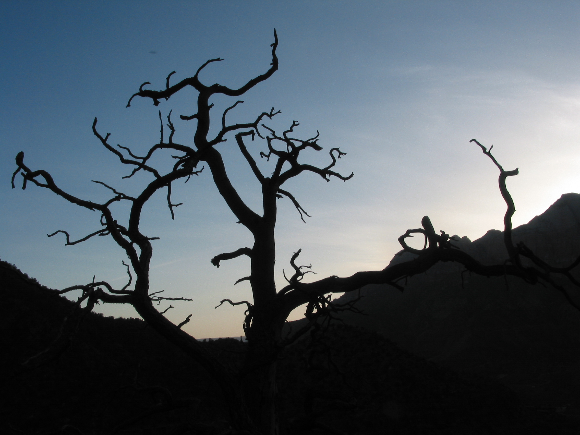 neat tree silhouette