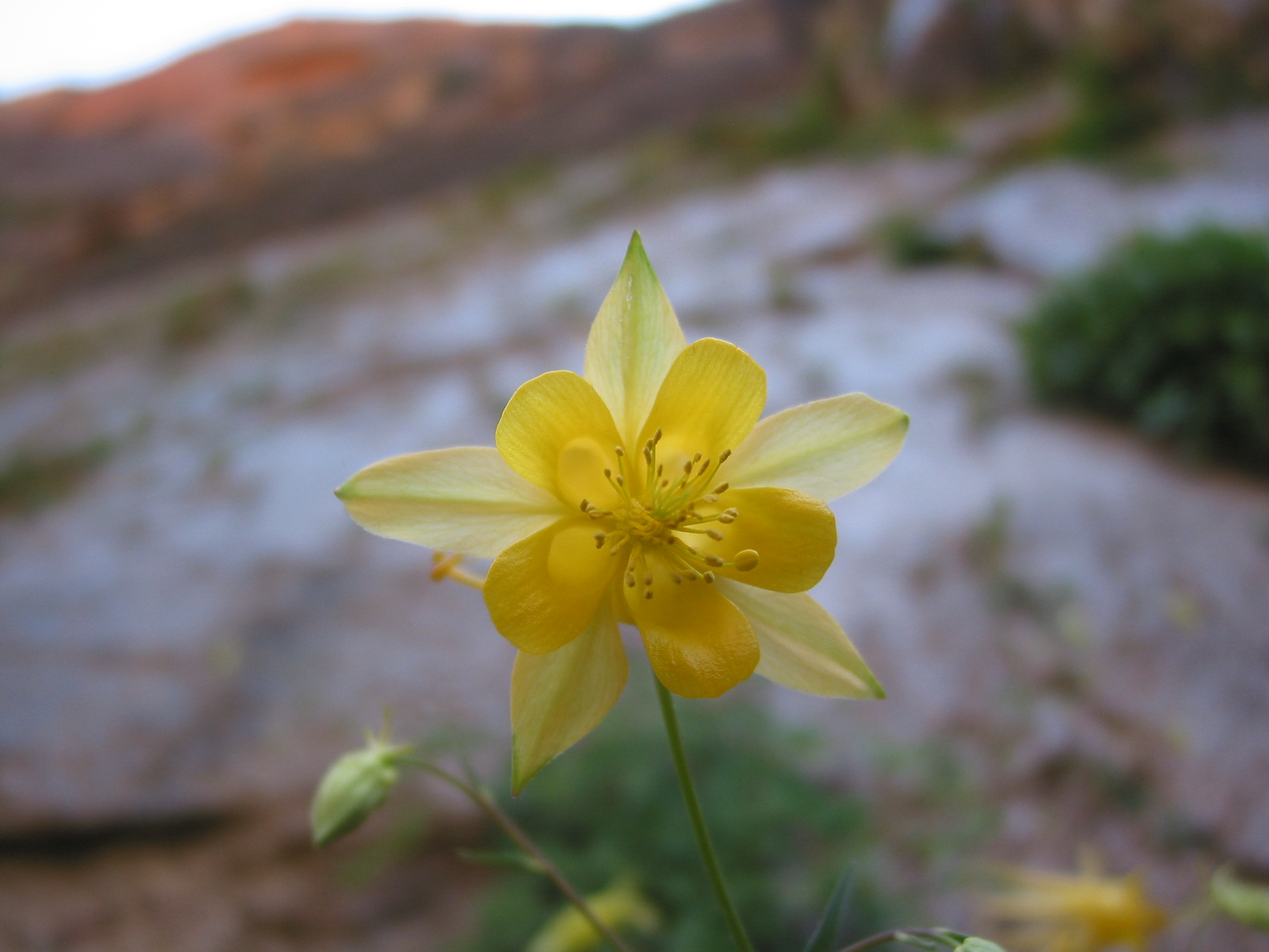 flower (looking up the canyon wall)