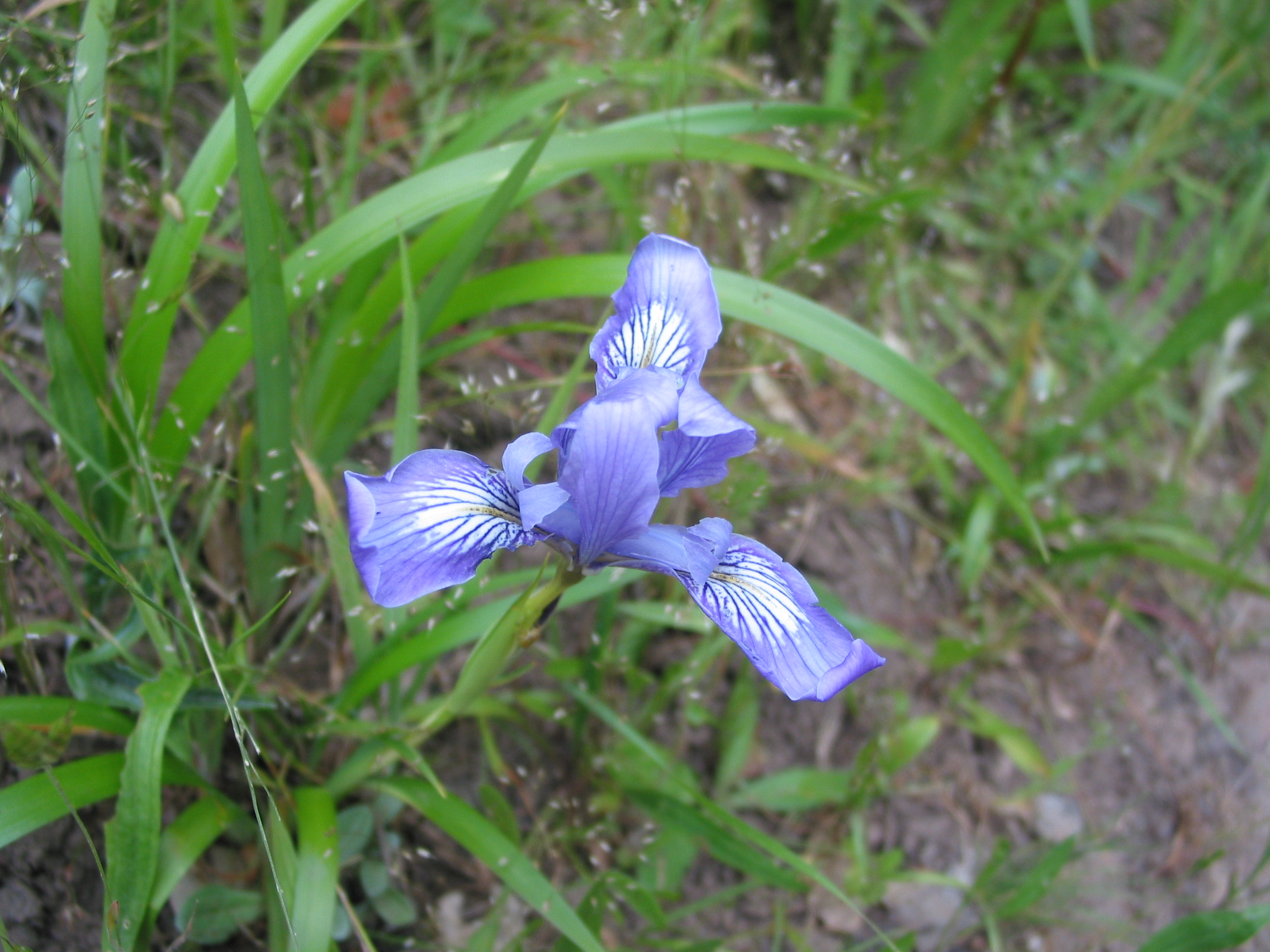 neat flower