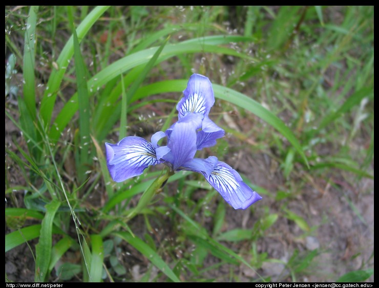 neat flower