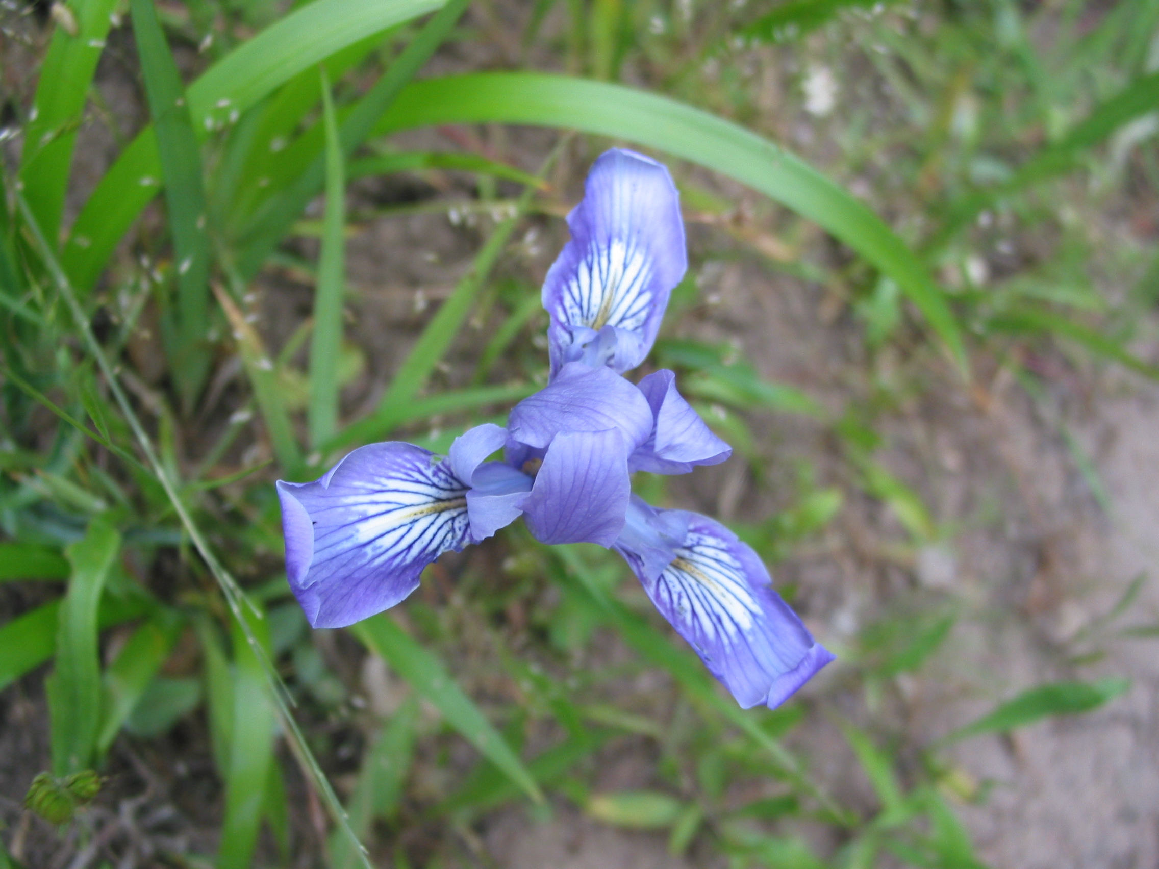 neat flower