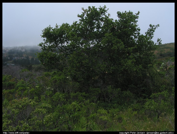 large tree